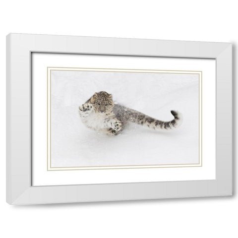 Snow leopard-Panthera uncia controlled situation-Montana White Modern Wood Framed Art Print with Double Matting by Jones, Adam