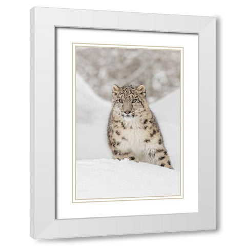 Snow leopard-Panthera uncia controlled situation-Montana White Modern Wood Framed Art Print with Double Matting by Jones, Adam