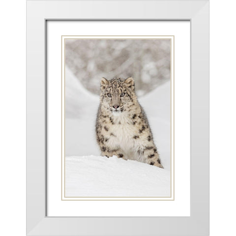 Snow leopard-Panthera uncia controlled situation-Montana White Modern Wood Framed Art Print with Double Matting by Jones, Adam