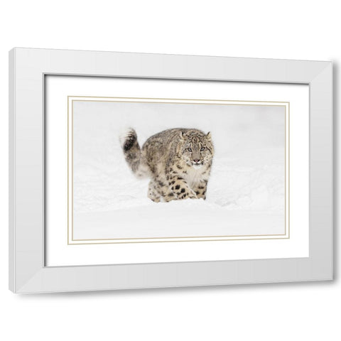 Snow leopard-Panthera uncia controlled situation-Montana White Modern Wood Framed Art Print with Double Matting by Jones, Adam