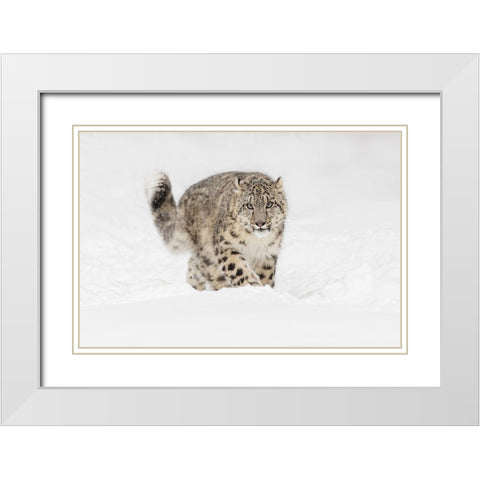 Snow leopard-Panthera uncia controlled situation-Montana White Modern Wood Framed Art Print with Double Matting by Jones, Adam