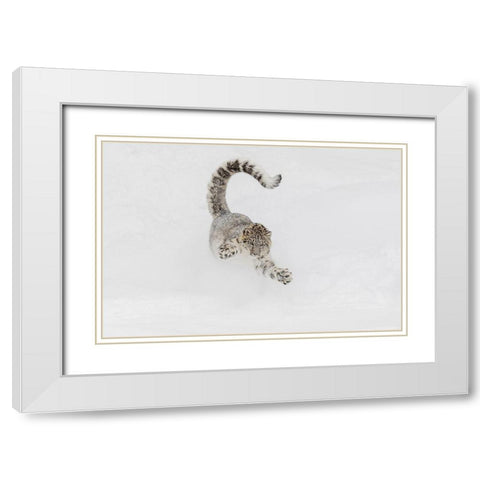 Snow leopard-running through snow-Panthera uncia controlled situation-Montana White Modern Wood Framed Art Print with Double Matting by Jones, Adam