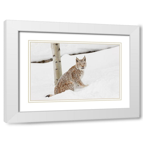 Siberian lynx in winter-Lynx lynx Wrangel controlled situation White Modern Wood Framed Art Print with Double Matting by Jones, Adam