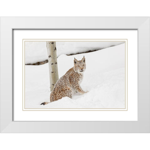 Siberian lynx in winter-Lynx lynx Wrangel controlled situation White Modern Wood Framed Art Print with Double Matting by Jones, Adam