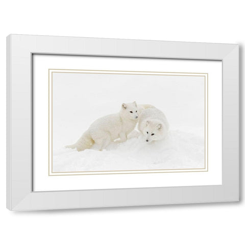 Arctic fox in winter coat on snow-Vulpes lagopus-controlled situation White Modern Wood Framed Art Print with Double Matting by Jones, Adam