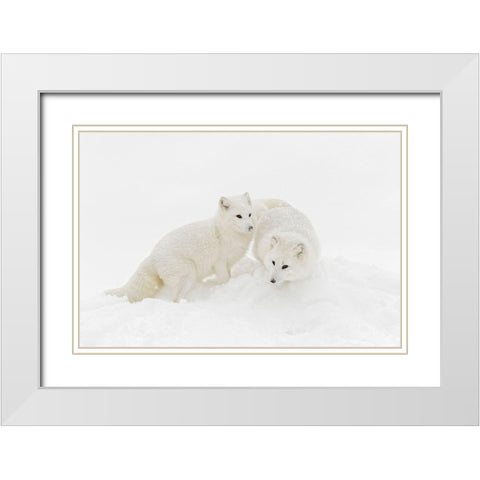 Arctic fox in winter coat on snow-Vulpes lagopus-controlled situation White Modern Wood Framed Art Print with Double Matting by Jones, Adam