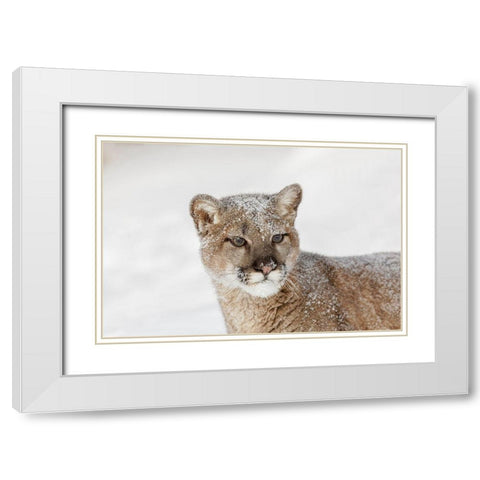 Juvenile mountain lion in deep winter snow-controlled situation-Montana-Puma concolor White Modern Wood Framed Art Print with Double Matting by Jones, Adam