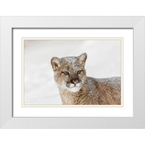 Juvenile mountain lion in deep winter snow-controlled situation-Montana-Puma concolor White Modern Wood Framed Art Print with Double Matting by Jones, Adam
