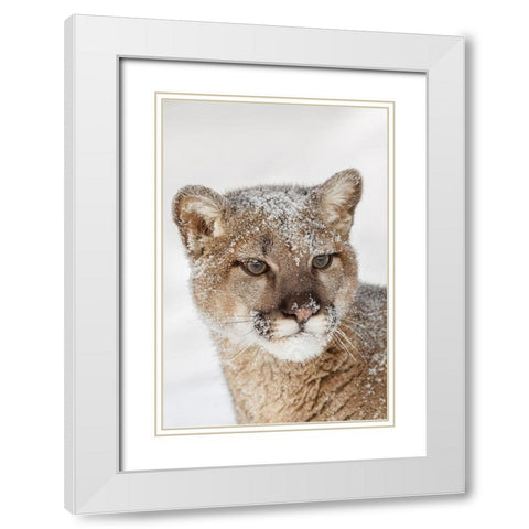 Juvenile mountain lion in deep winter snow-controlled situation-Montana-Puma concolor White Modern Wood Framed Art Print with Double Matting by Jones, Adam