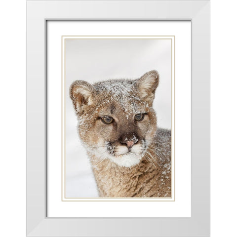 Juvenile mountain lion in deep winter snow-controlled situation-Montana-Puma concolor White Modern Wood Framed Art Print with Double Matting by Jones, Adam