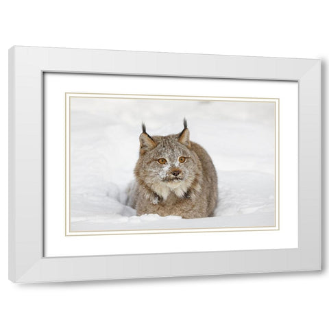 Eurasian lynx in winter-controlled situation-Lynx lynx White Modern Wood Framed Art Print with Double Matting by Jones, Adam