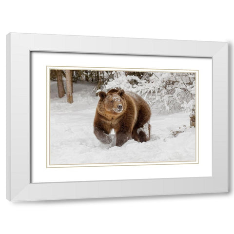 Grizzly bear in deep winter snow-Ursus arctic-controlled situation-Montana White Modern Wood Framed Art Print with Double Matting by Jones, Adam