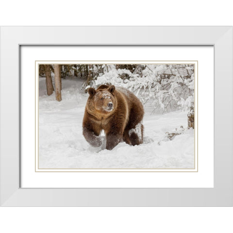 Grizzly bear in deep winter snow-Ursus arctic-controlled situation-Montana White Modern Wood Framed Art Print with Double Matting by Jones, Adam