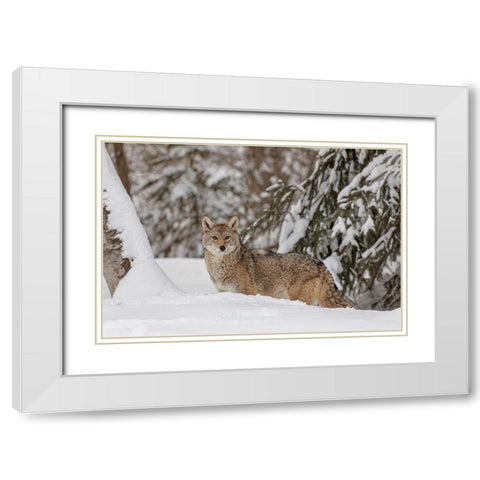 Coyote in deep winter snow-Canis latrans-controlled situation-Montana White Modern Wood Framed Art Print with Double Matting by Jones, Adam