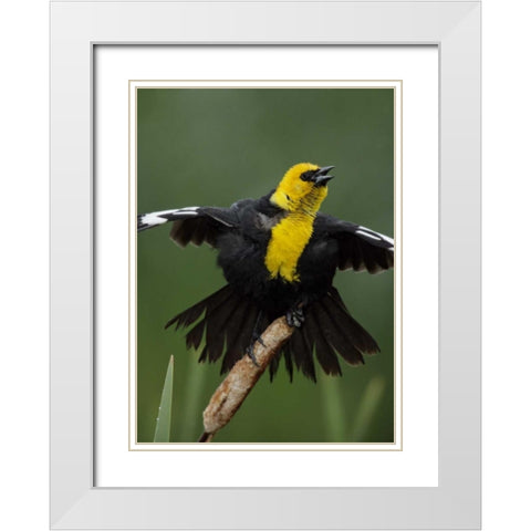 MT, Great Falls Yellow-headed blackbird sings White Modern Wood Framed Art Print with Double Matting by Morris, Arthur
