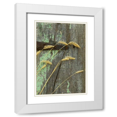 USA, Montana Grasses on old fence of a homestead White Modern Wood Framed Art Print with Double Matting by Rotenberg, Nancy