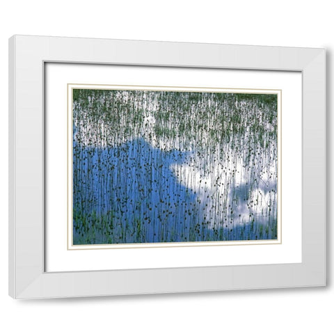 MT, Glacier NP Reflection of teasels and clouds White Modern Wood Framed Art Print with Double Matting by Terrill, Steve
