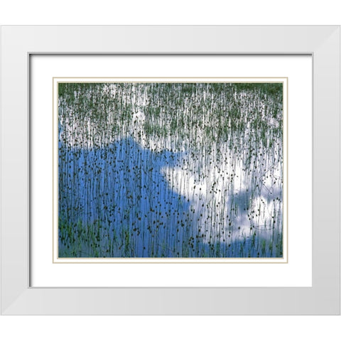 MT, Glacier NP Reflection of teasels and clouds White Modern Wood Framed Art Print with Double Matting by Terrill, Steve