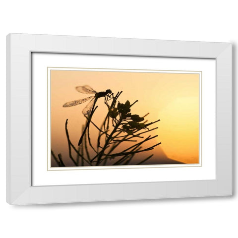 MT, Lee Metcalf NWR Silhouette of damselfly White Modern Wood Framed Art Print with Double Matting by Rotenberg, Nancy