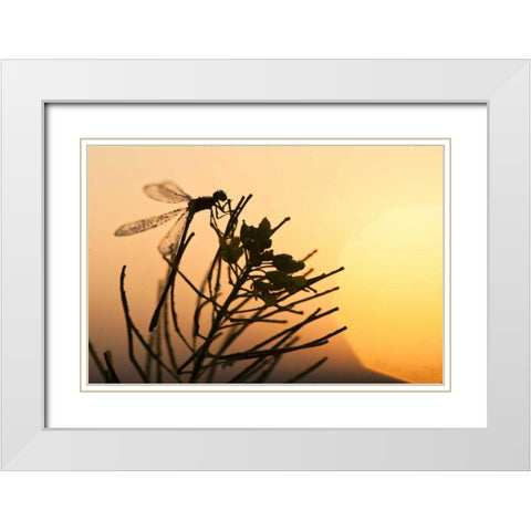 MT, Lee Metcalf NWR Silhouette of damselfly White Modern Wood Framed Art Print with Double Matting by Rotenberg, Nancy