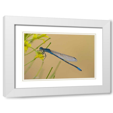 MT, Lee Metcalf NWR Blue damselfly on plant White Modern Wood Framed Art Print with Double Matting by Rotenberg, Nancy