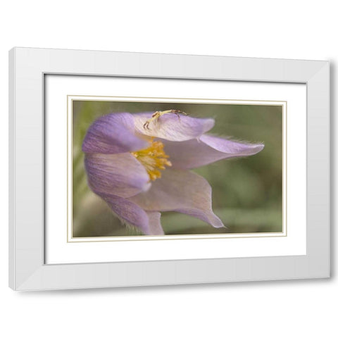 MT, Crab spider on a pasque flower White Modern Wood Framed Art Print with Double Matting by Paulson, Don
