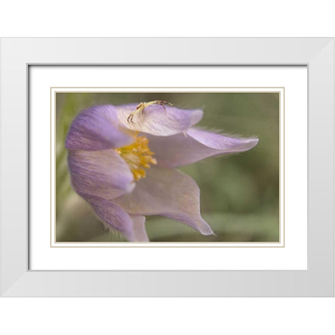MT, Crab spider on a pasque flower White Modern Wood Framed Art Print with Double Matting by Paulson, Don