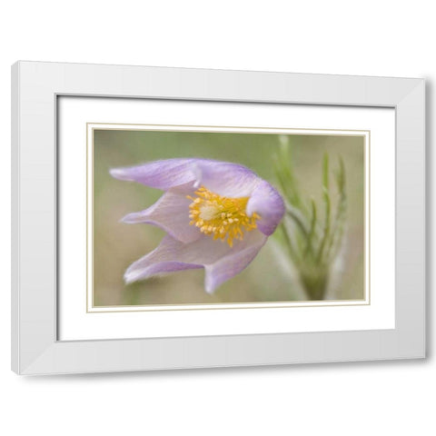 Montana, Pine Butte Guest Ranch Pasque flower White Modern Wood Framed Art Print with Double Matting by Paulson, Don