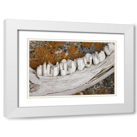 MT Weathered jaw bone of deer and lichen on rock White Modern Wood Framed Art Print with Double Matting by Paulson, Don