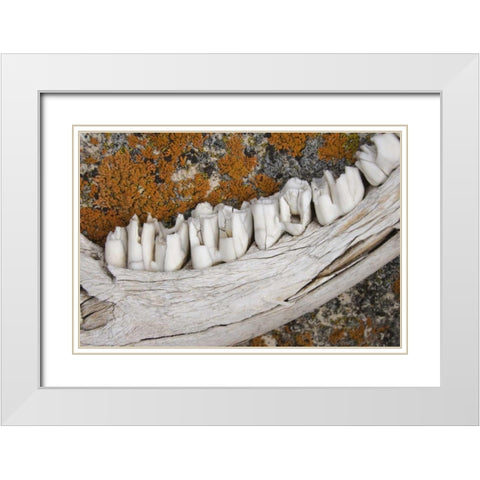 MT Weathered jaw bone of deer and lichen on rock White Modern Wood Framed Art Print with Double Matting by Paulson, Don