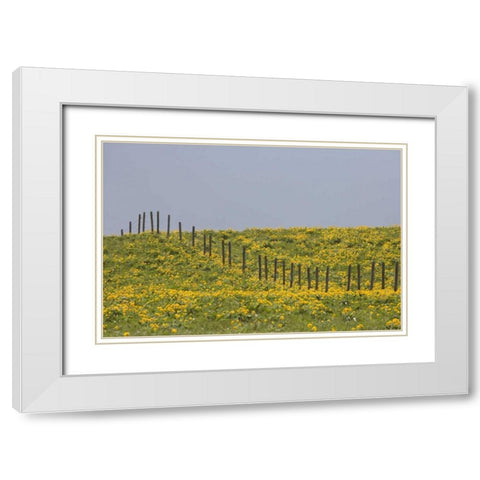 MT, Rocky Mts Balsamroot in field with fence White Modern Wood Framed Art Print with Double Matting by Paulson, Don