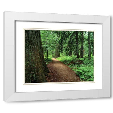 MT, Kootenai NF Trail amid ferns and cedar trees White Modern Wood Framed Art Print with Double Matting by Flaherty, Dennis