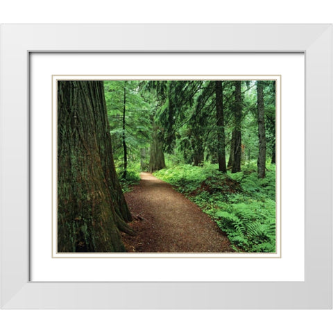 MT, Kootenai NF Trail amid ferns and cedar trees White Modern Wood Framed Art Print with Double Matting by Flaherty, Dennis