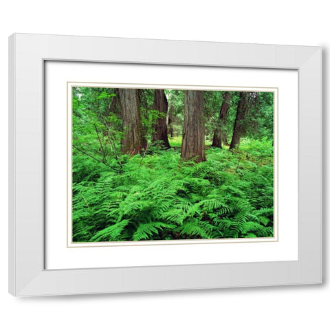 MT, Kootenai NF, Lush ferns and cedar trees White Modern Wood Framed Art Print with Double Matting by Flaherty, Dennis