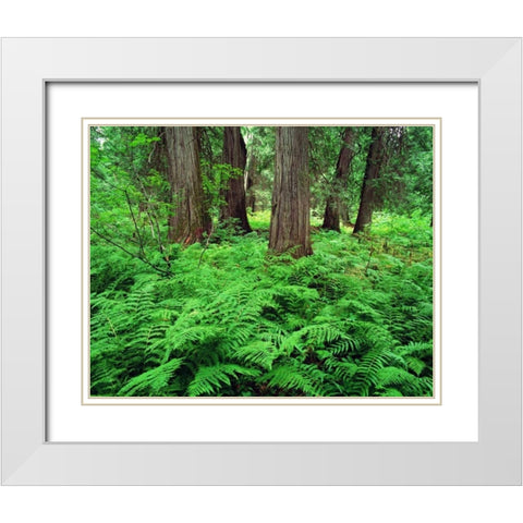 MT, Kootenai NF, Lush ferns and cedar trees White Modern Wood Framed Art Print with Double Matting by Flaherty, Dennis