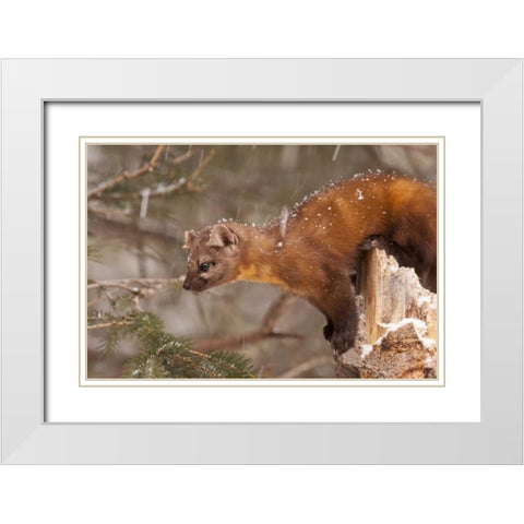 USA, Montana Pine marten, Martes americana White Modern Wood Framed Art Print with Double Matting by Illg, Cathy and Gordon