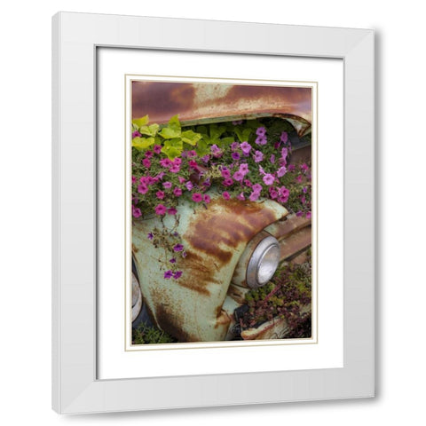 MT, Columbia Falls Petunias growing from a car White Modern Wood Framed Art Print with Double Matting by Grall, Don