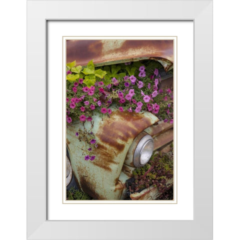 MT, Columbia Falls Petunias growing from a car White Modern Wood Framed Art Print with Double Matting by Grall, Don