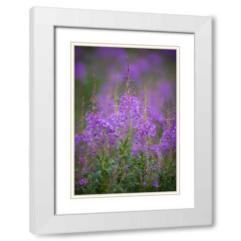 USA, Montana, Glacier NP Wild fireweed blossoms White Modern Wood Framed Art Print with Double Matting by Grall, Don