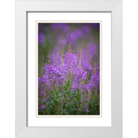 USA, Montana, Glacier NP Wild fireweed blossoms White Modern Wood Framed Art Print with Double Matting by Grall, Don