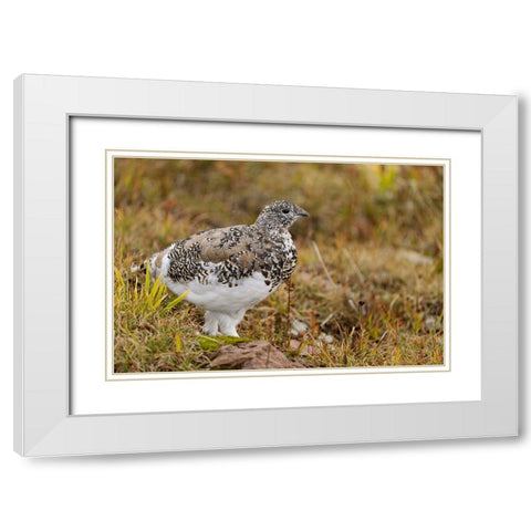 USA-Montana-Glacier National Park White-tailed ptarmigan in autumn White Modern Wood Framed Art Print with Double Matting by Jaynes Gallery