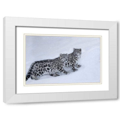 USA- Montana. Captive snow leopards in winter. White Modern Wood Framed Art Print with Double Matting by Jaynes Gallery
