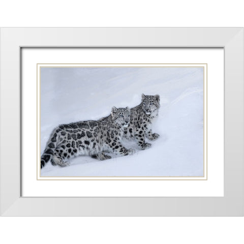 USA- Montana. Captive snow leopards in winter. White Modern Wood Framed Art Print with Double Matting by Jaynes Gallery