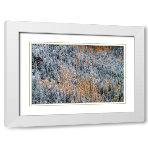 Fresh snowfall on autumn larch trees on Columbia Mountain in Columbia Falls-Montana-USA White Modern Wood Framed Art Print with Double Matting by Haney, Chuck