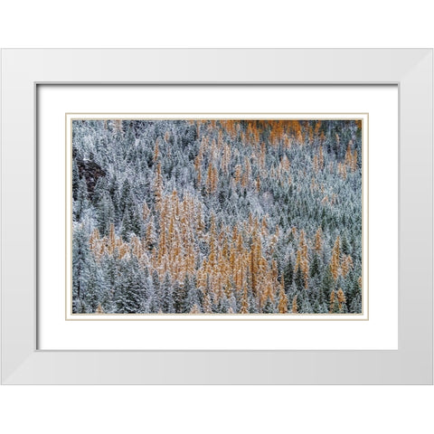 Fresh snowfall on autumn larch trees on Columbia Mountain in Columbia Falls-Montana-USA White Modern Wood Framed Art Print with Double Matting by Haney, Chuck