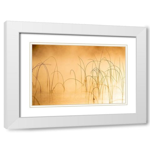 Icy reeds at sunrise on cold morning at Spencer Lake near Whitefish-Montana-USA White Modern Wood Framed Art Print with Double Matting by Haney, Chuck