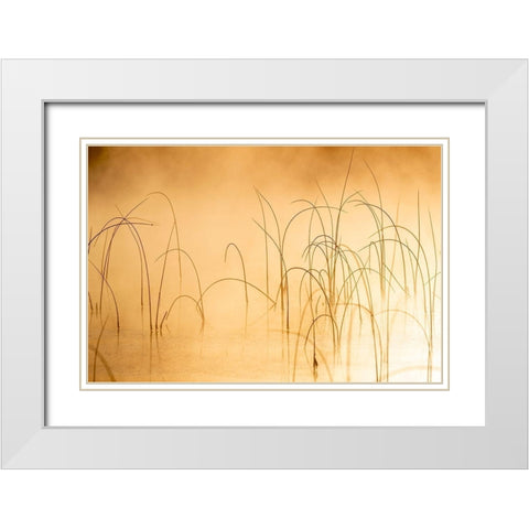 Icy reeds at sunrise on cold morning at Spencer Lake near Whitefish-Montana-USA White Modern Wood Framed Art Print with Double Matting by Haney, Chuck
