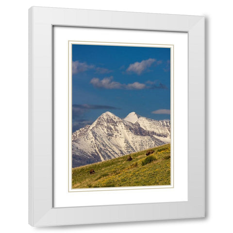 Bison bulls grazing in balsamroot with dramatic Mission Mountains at the National Bison Range in Mo White Modern Wood Framed Art Print with Double Matting by Haney, Chuck