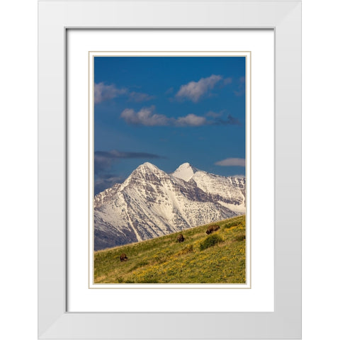 Bison bulls grazing in balsamroot with dramatic Mission Mountains at the National Bison Range in Mo White Modern Wood Framed Art Print with Double Matting by Haney, Chuck