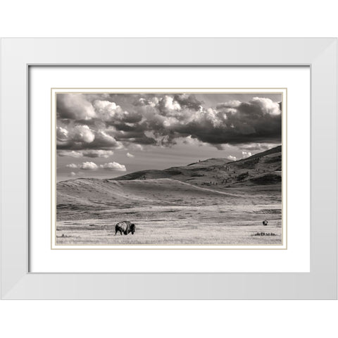 Bison bulls grazing at the National Bison Range in Moiese-Montana-USA White Modern Wood Framed Art Print with Double Matting by Haney, Chuck